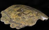 Polished Fossil Coral Head - Morocco #44914-2
